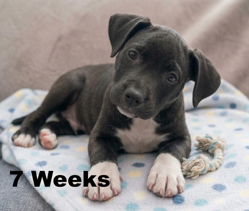 Journey, Adoptable, Puppy Female Labrador Retriever & Boxer.