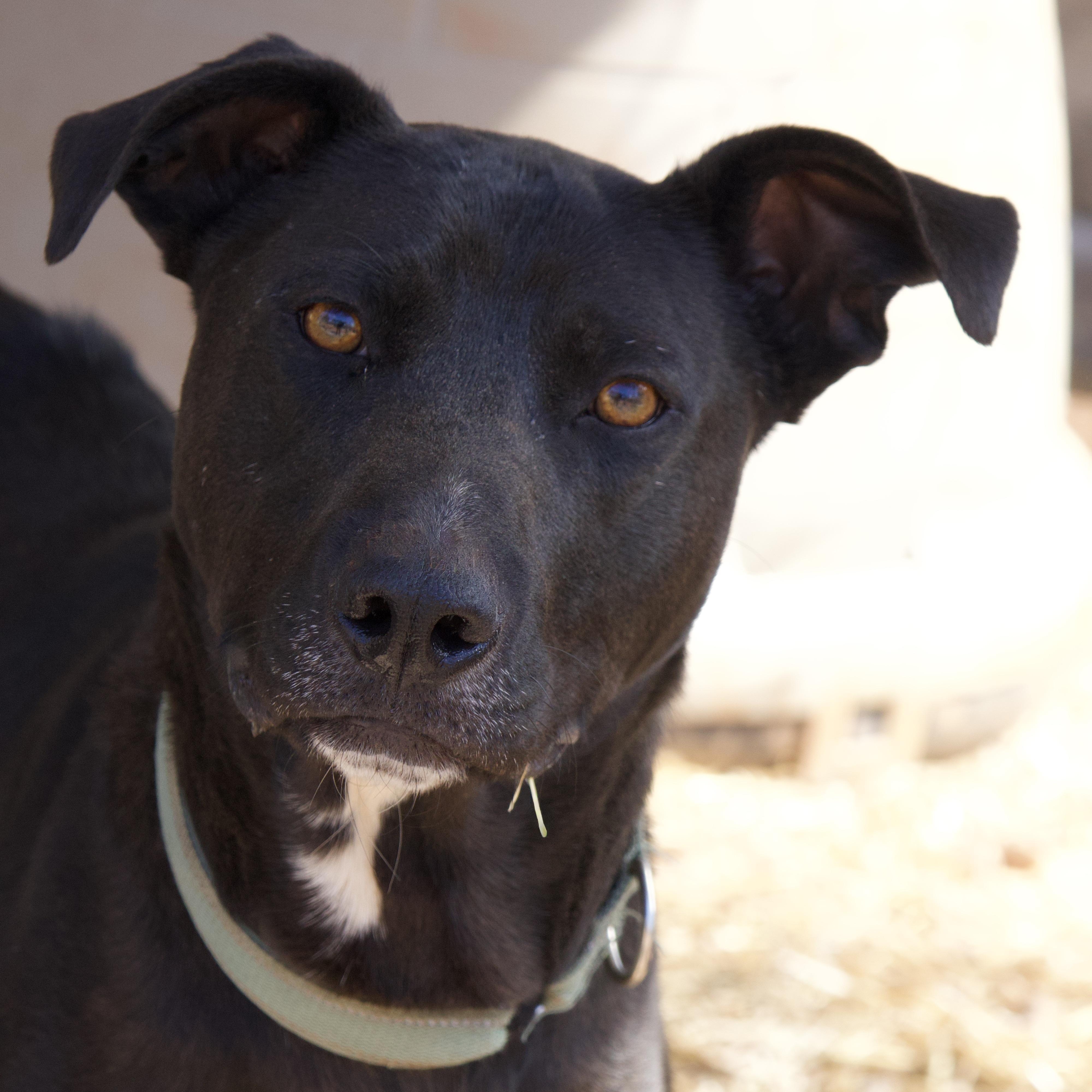 Aubie, Adult Male Black Labrador Retriever