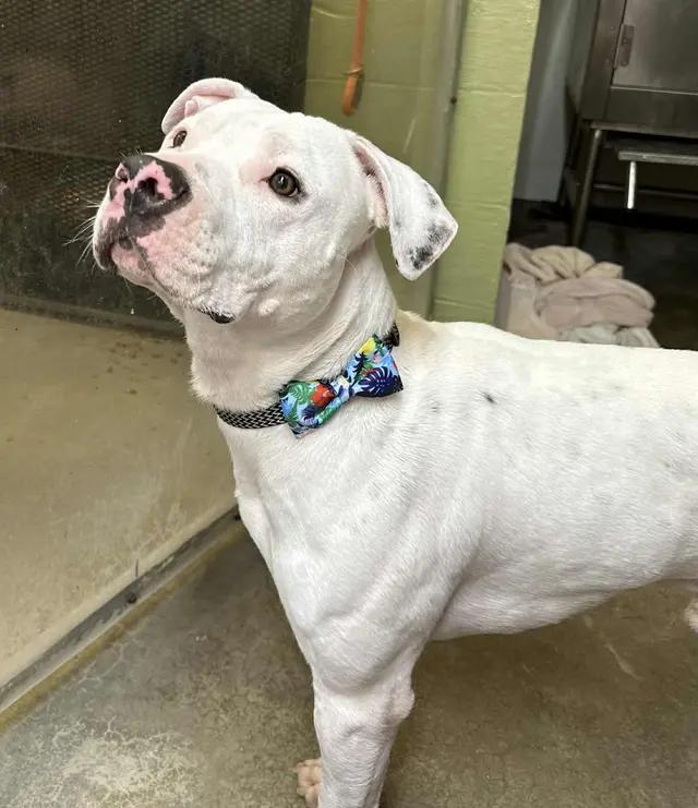 Enlarge Ozzy, a ADOPTABLE mixed breed in Stahlstown, PA image 2/6