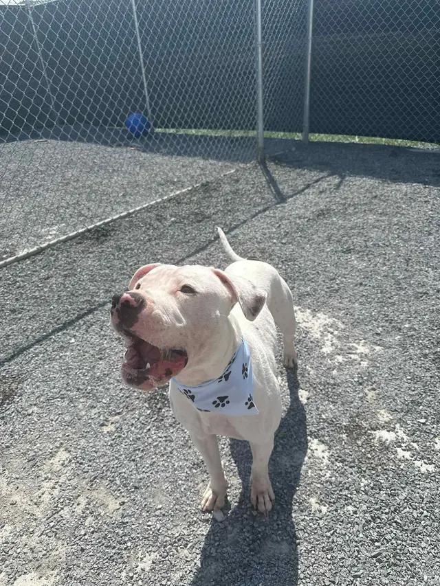 Ozzy, ADOPTABLE, Young Male American Staffordshire Terrier.