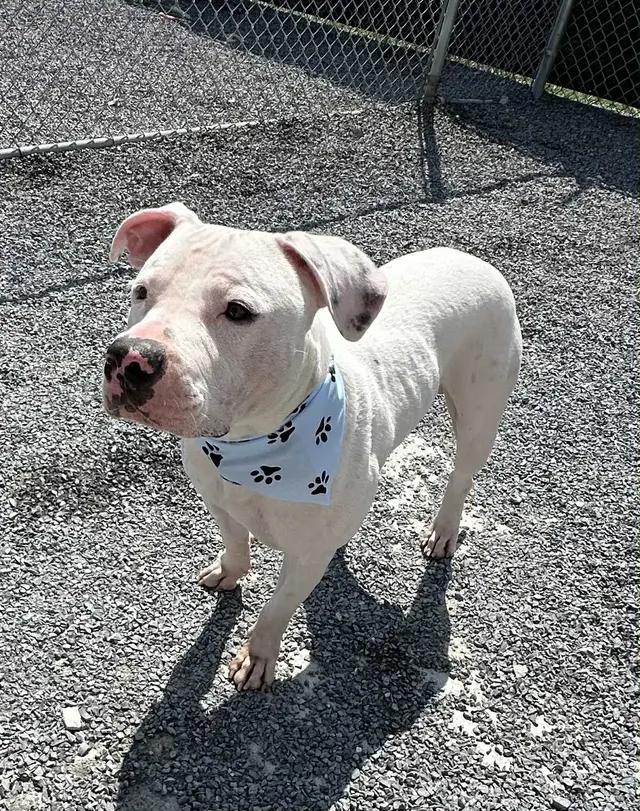 Enlarge Ozzy, a ADOPTABLE mixed breed in Stahlstown, PA image 6/6