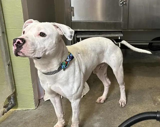 Enlarge Ozzy, a ADOPTABLE mixed breed in Stahlstown, PA image 3/6