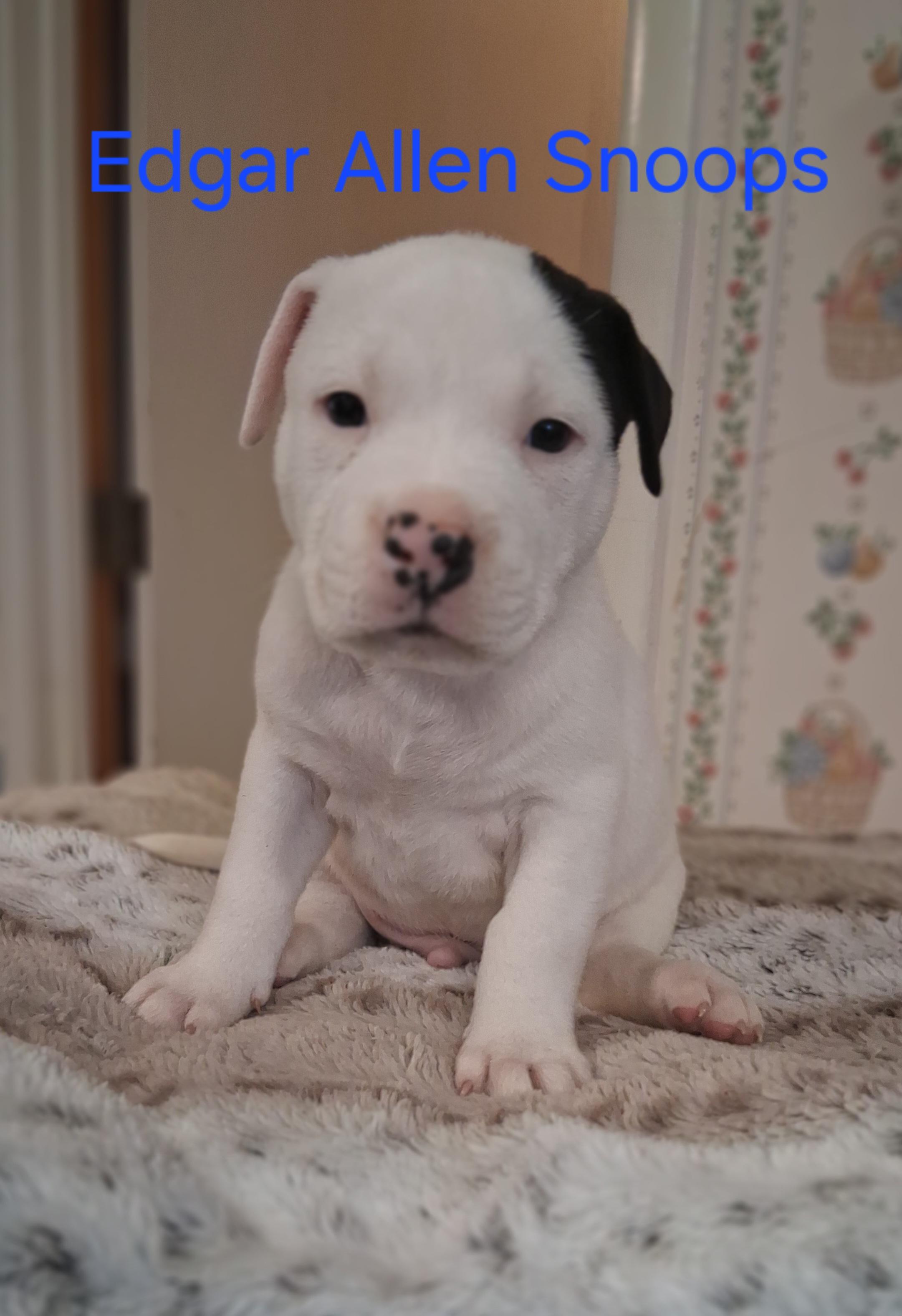 Edgar Allen Snoop, Adopted, Young Male American Bulldog & Labrador Retriever.