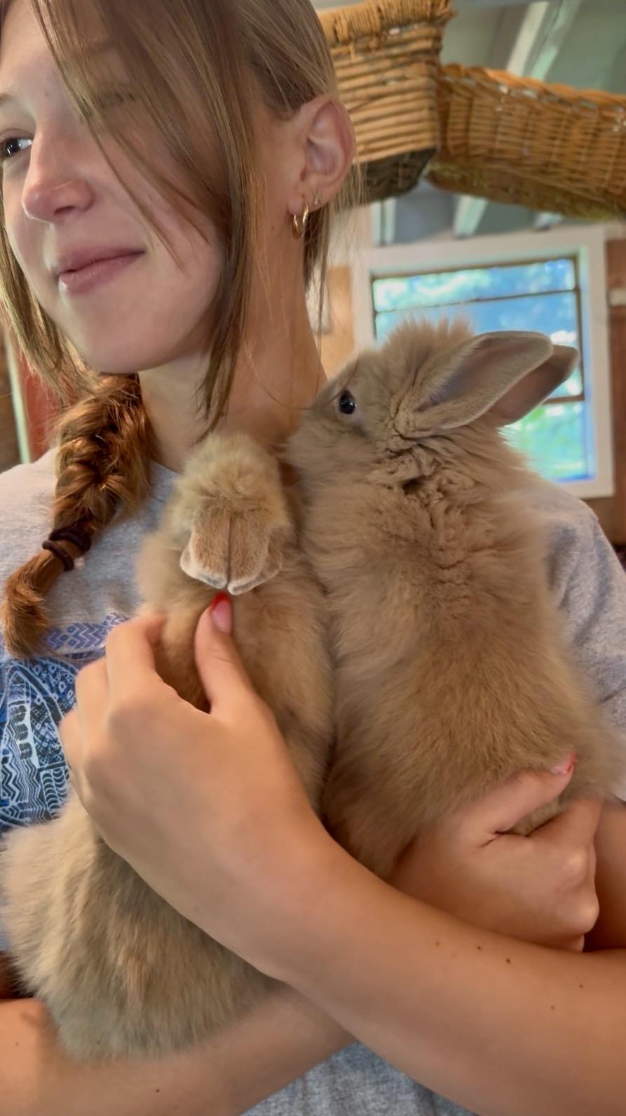 Snap, a ADOPTABLE Lionhead in Salisbury Mills, NY image 2/3
