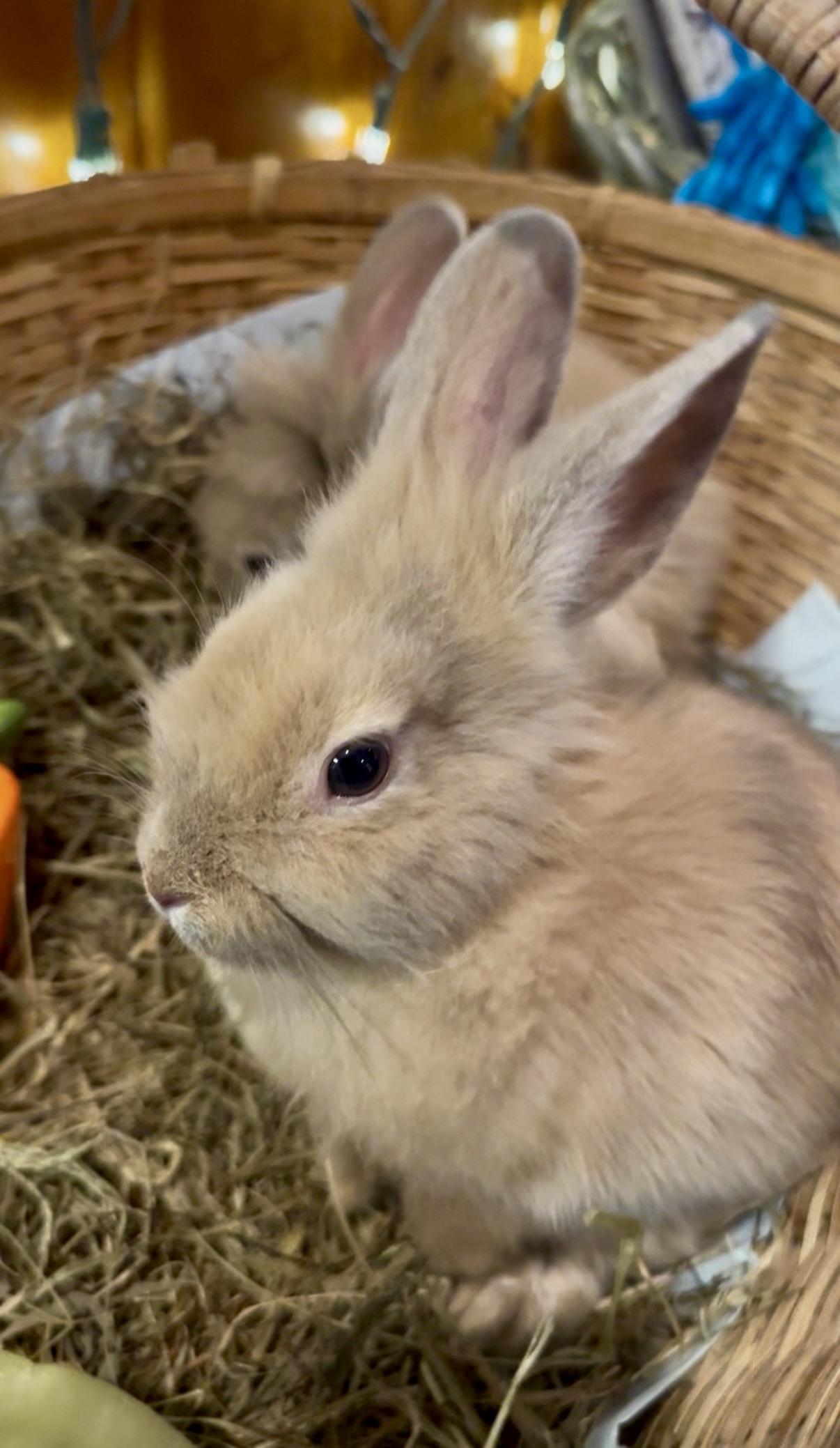 Snap, ADOPTABLE, Baby Male Lionhead.