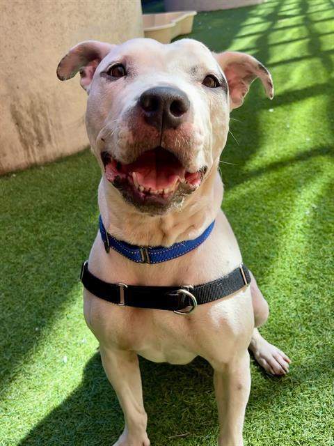 SHIMMY, Adoptable, Young Male Pit Bull Terrier.