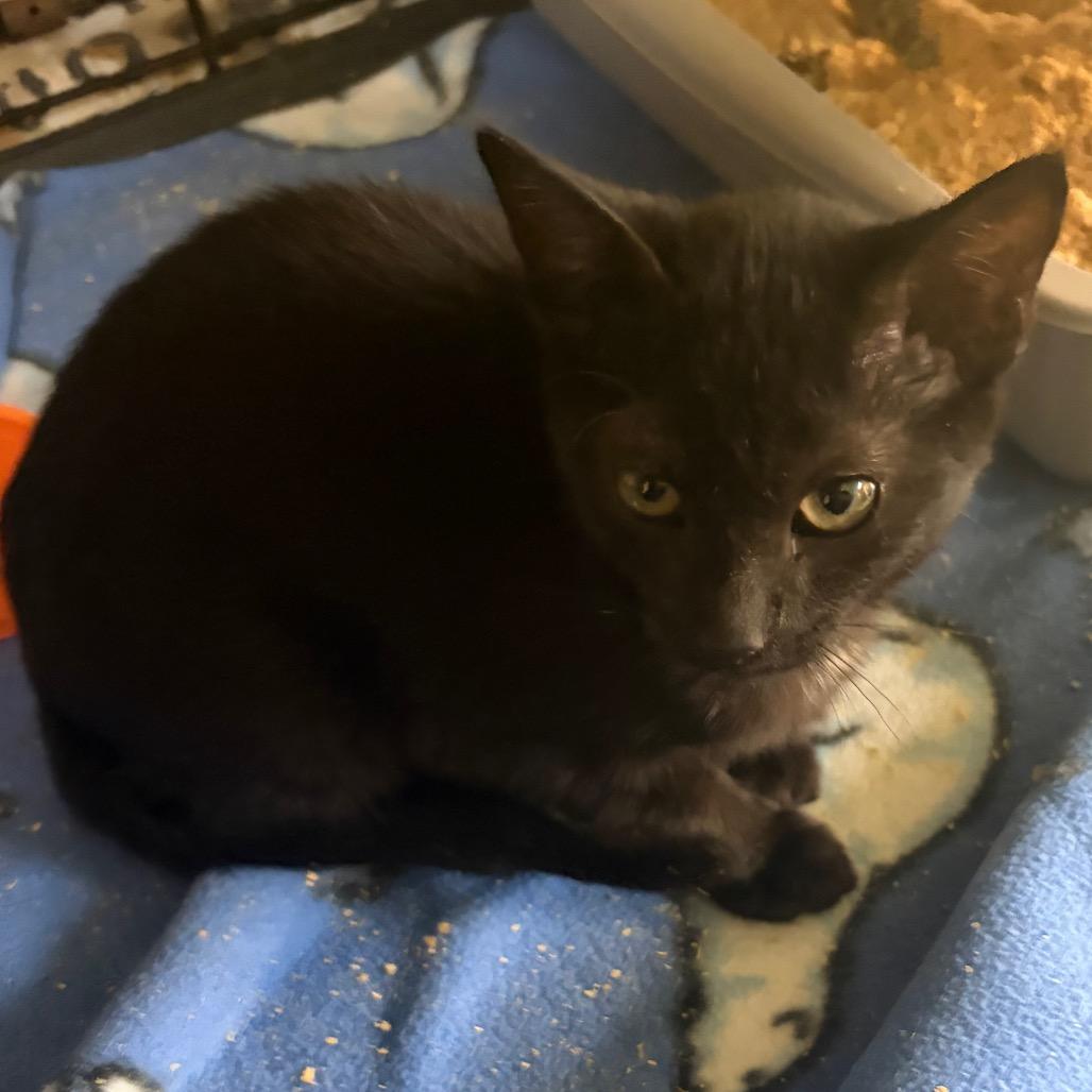 Enlarge Thortin, a Adoptable Domestic Short Hair in Melrose, FL image 1/1