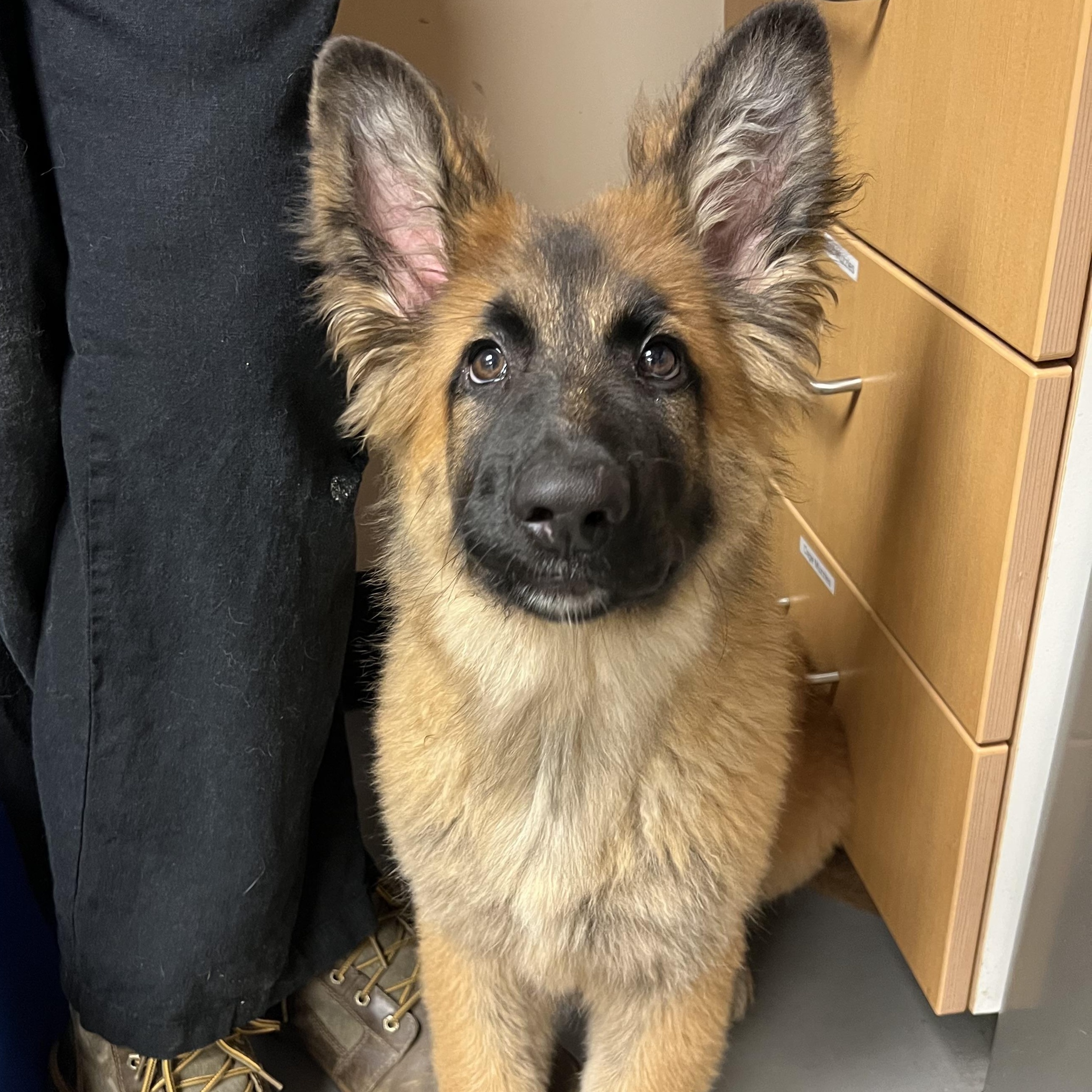 Buddy, ADOPTABLE, Puppy Male German Shepherd Dog.