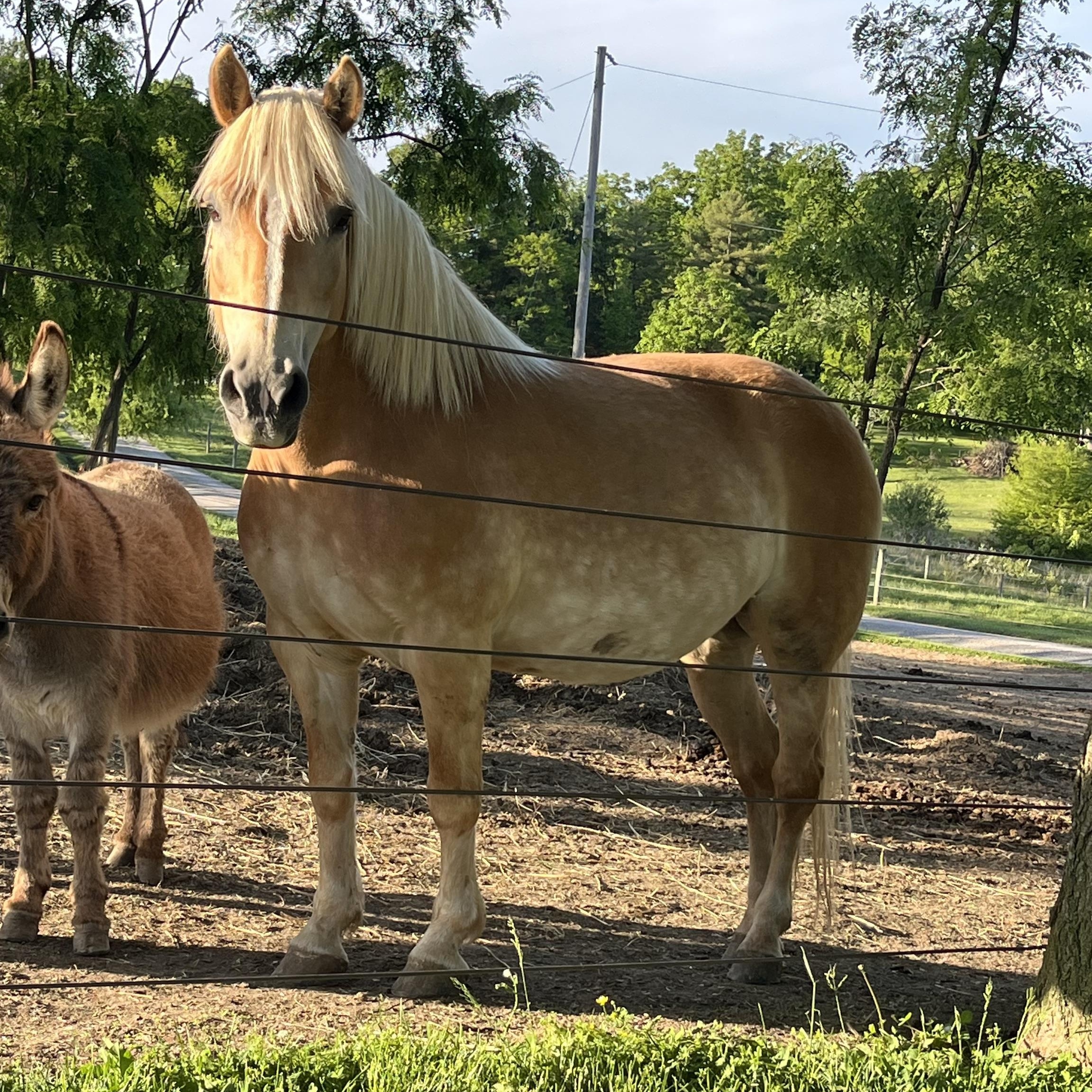 Ella, adoptable, Adult Female Haflinger.