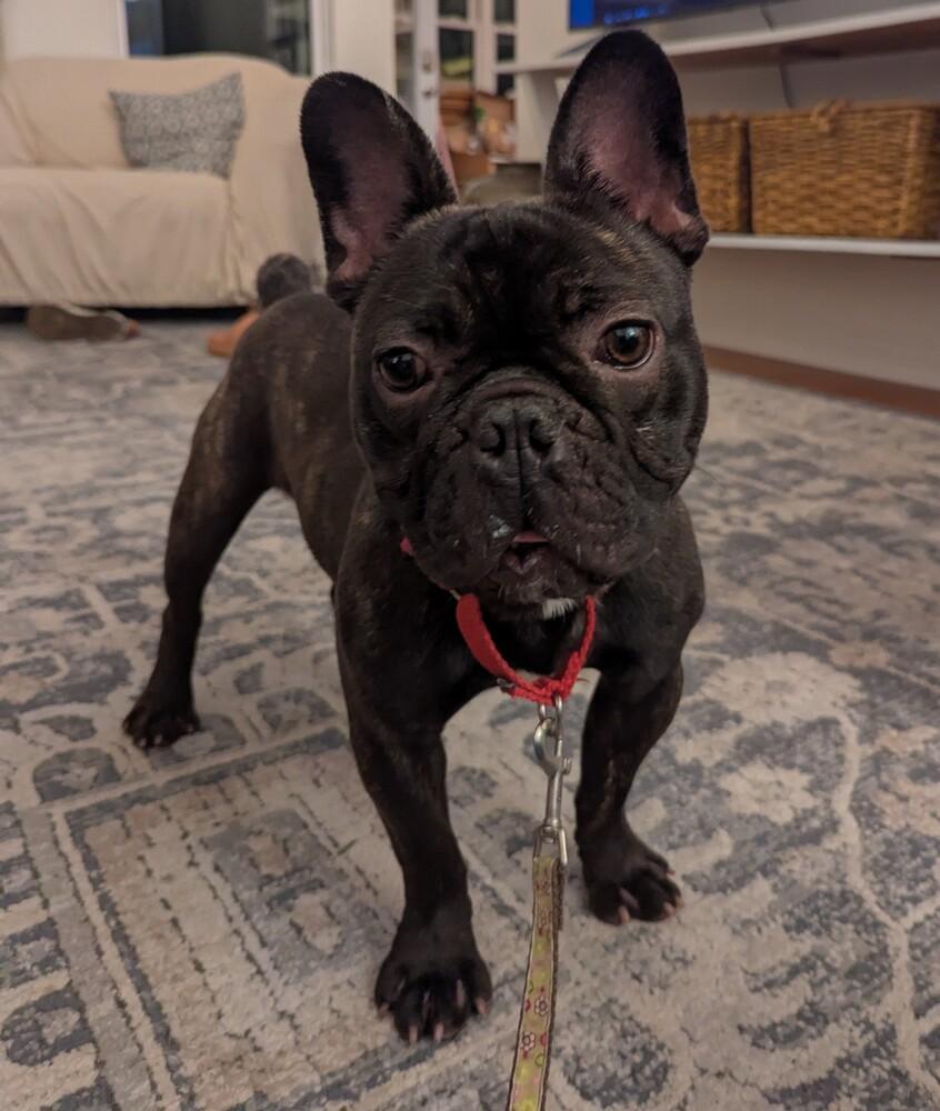 Cole Riley-4838  Rome, GA, Adoptable, Puppy Male French Bulldog.