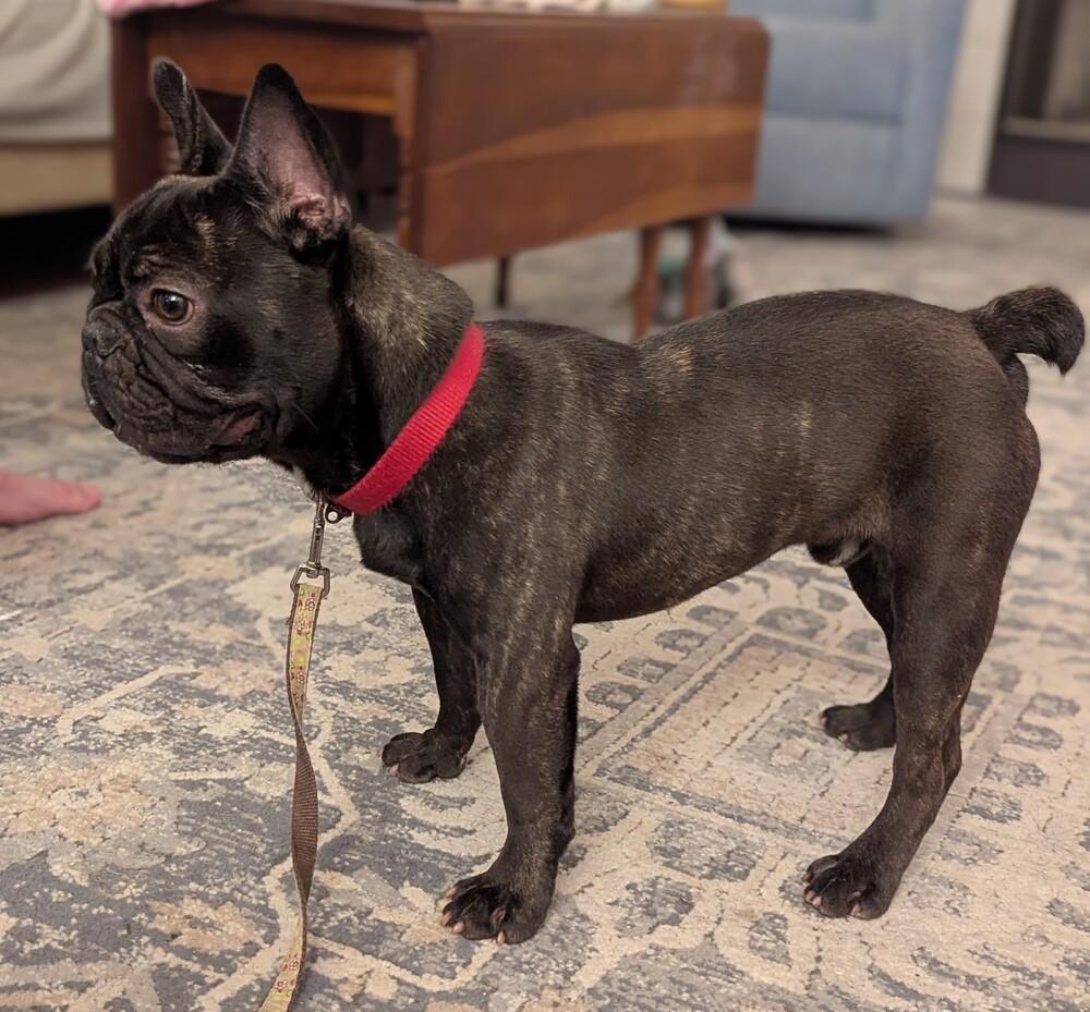 Enlarge Cole Riley-4838  Rome, GA, a Adoptable French Bulldog in Maryville, TN image 2/2