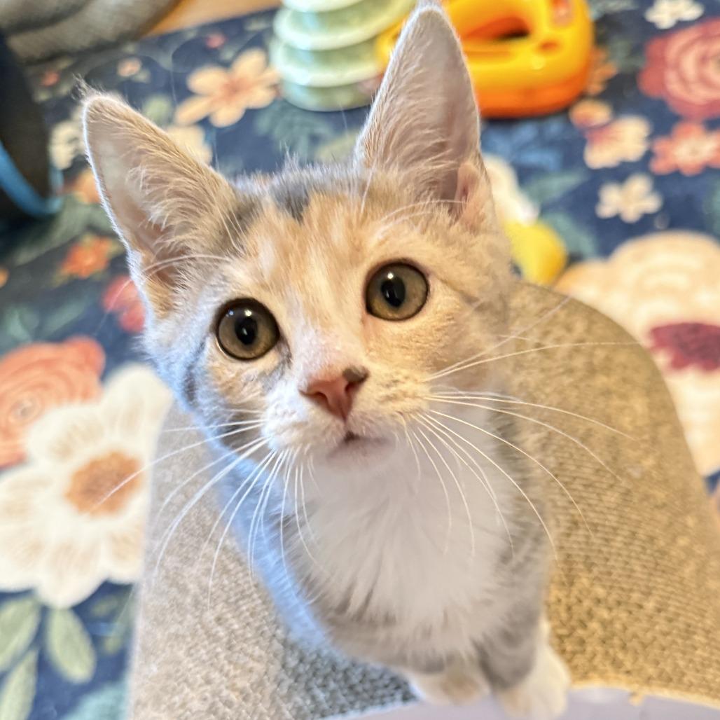 Nina, a Adoptable Domestic Short Hair in Richmond, VA image 2/5