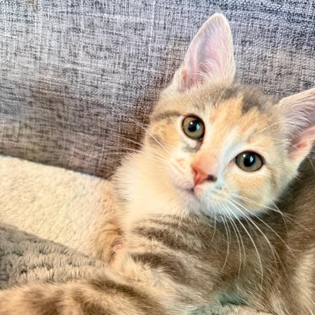 Nina, a Adoptable Domestic Short Hair in Richmond, VA image 3/5