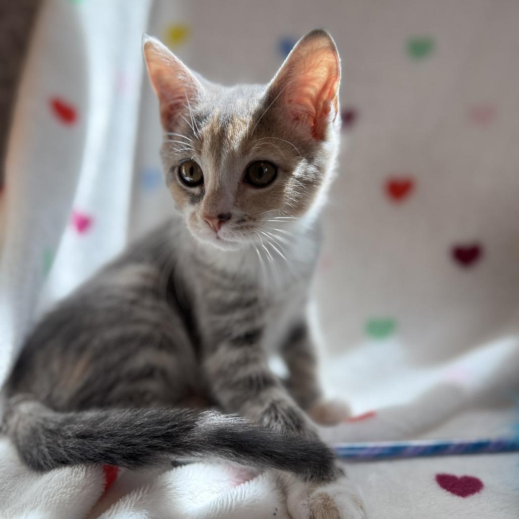 Nina, a Adoptable Domestic Short Hair in Richmond, VA image 4/5