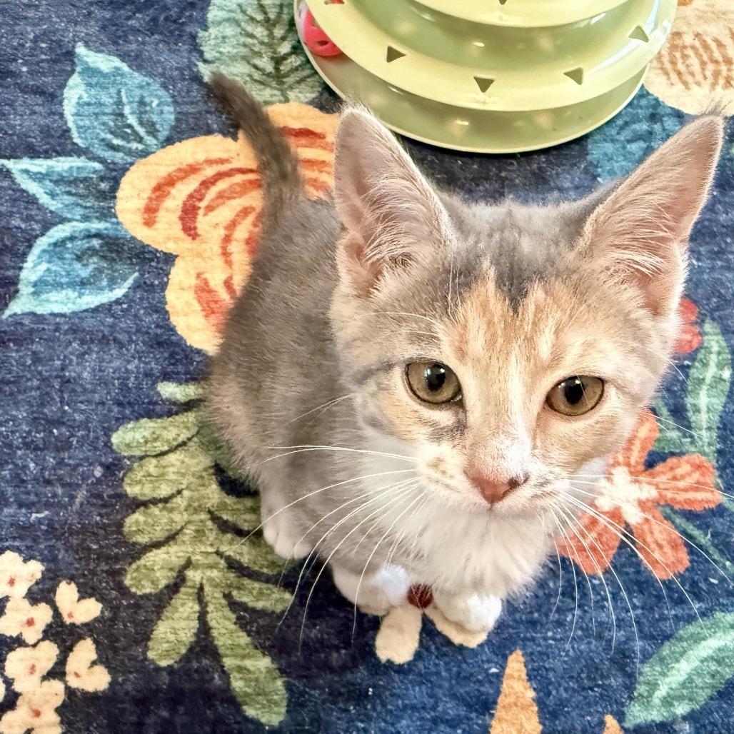 Nina, a Adoptable Domestic Short Hair in Richmond, VA image 5/5