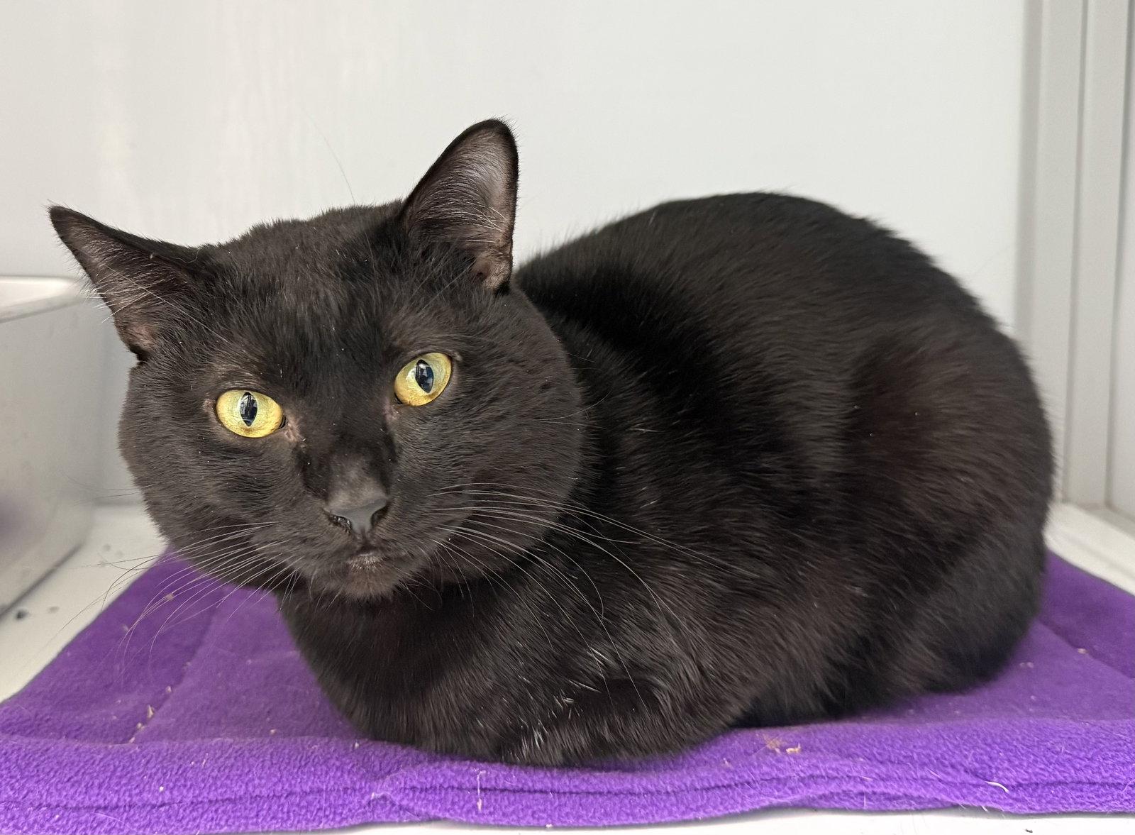 Binxy (FIV+), Adoptable, Young Male Domestic Short Hair.