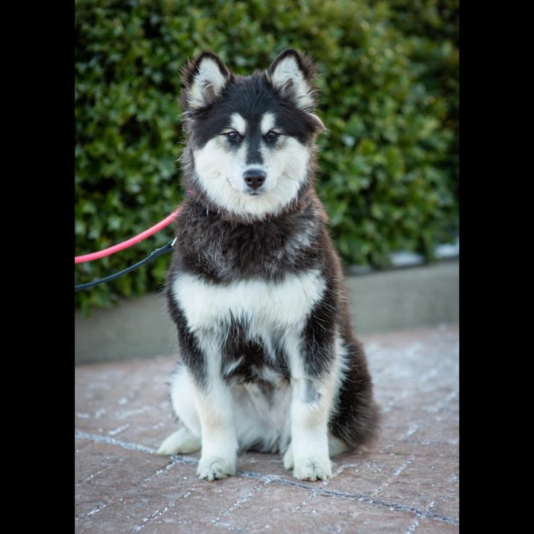 Aurora, Adoptable, Young Female Husky & Alaskan Malamute.