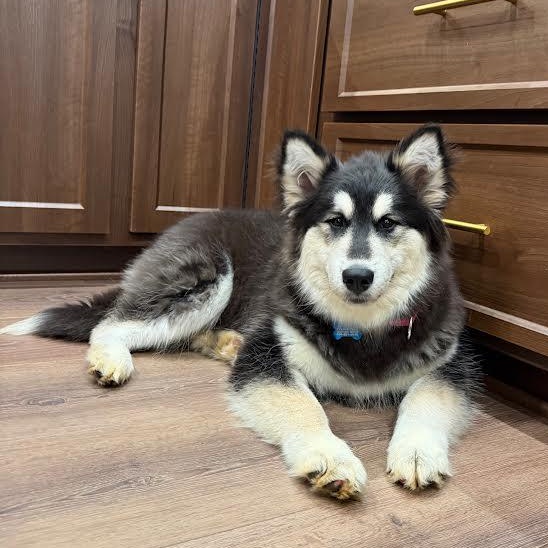 Enlarge Aurora, a Adoptable mixed breed in Midlothian, VA image 3/6