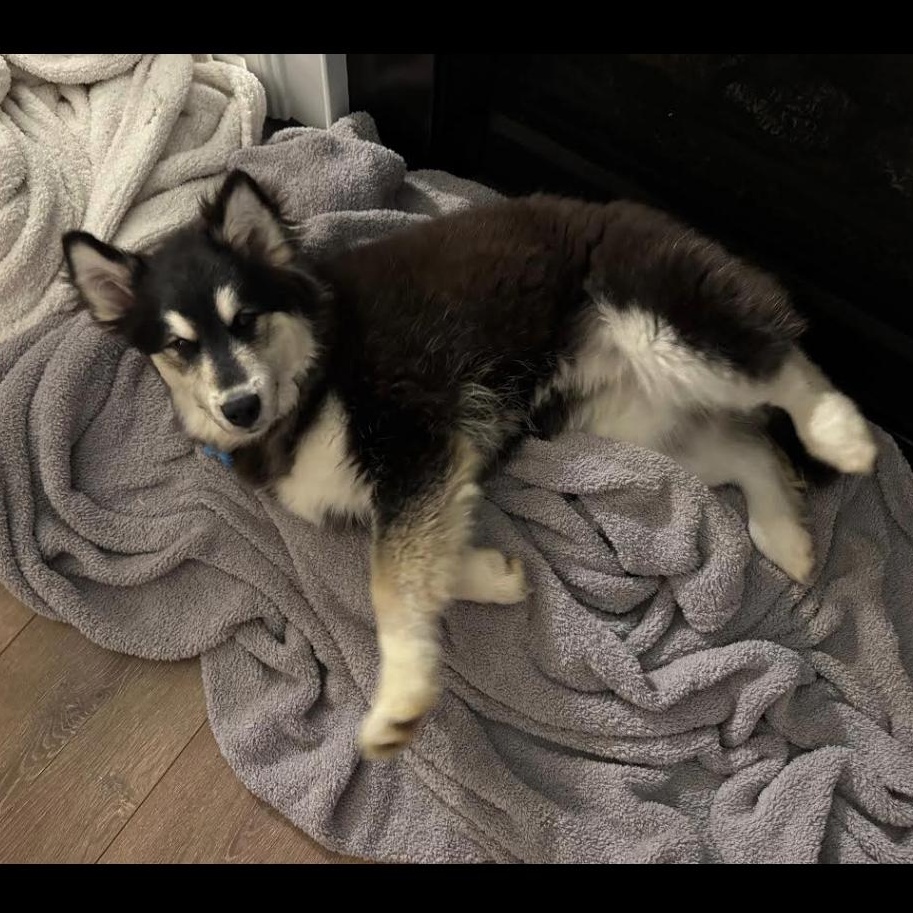 Enlarge Aurora, a Adoptable mixed breed in Midlothian, VA image 5/6