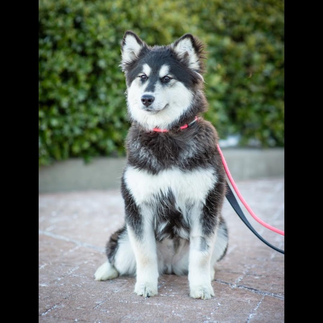 Enlarge Aurora, a Adoptable mixed breed in Midlothian, VA image 4/6