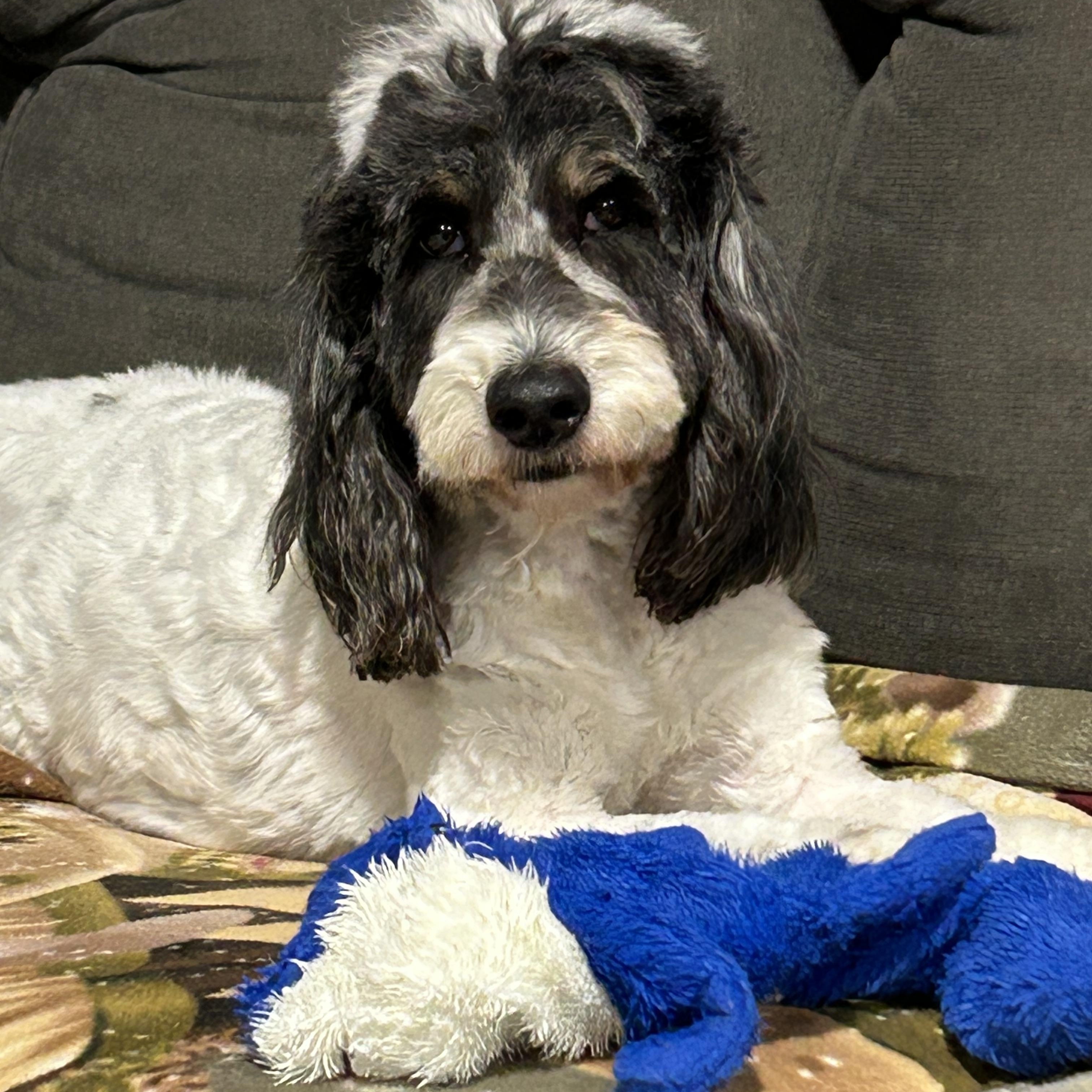 Enlarge Lucy, a Adoptable Goldendoodle in Maumee , OH image 4/5