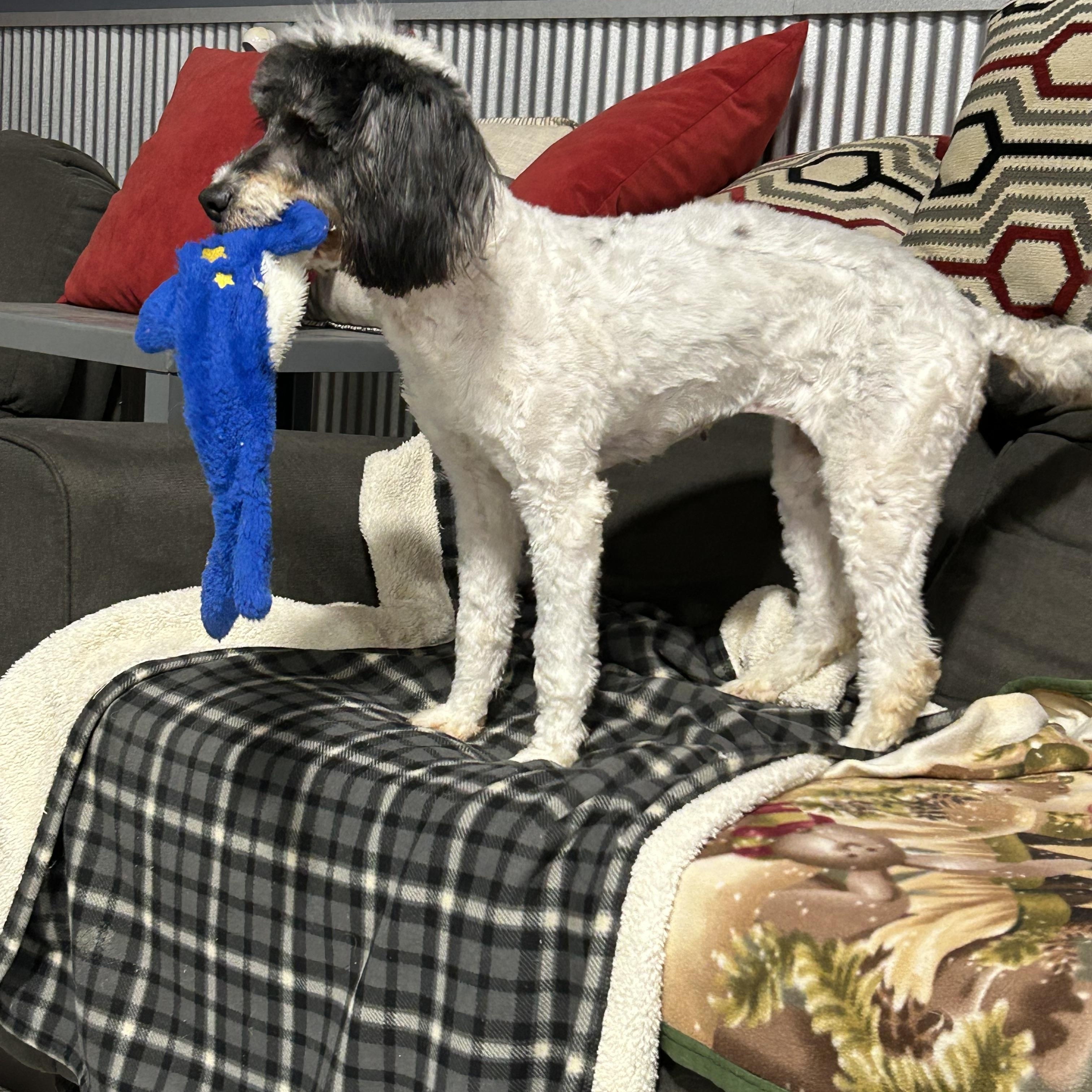 Enlarge Lucy, a Adoptable Goldendoodle in Maumee , OH image 5/5