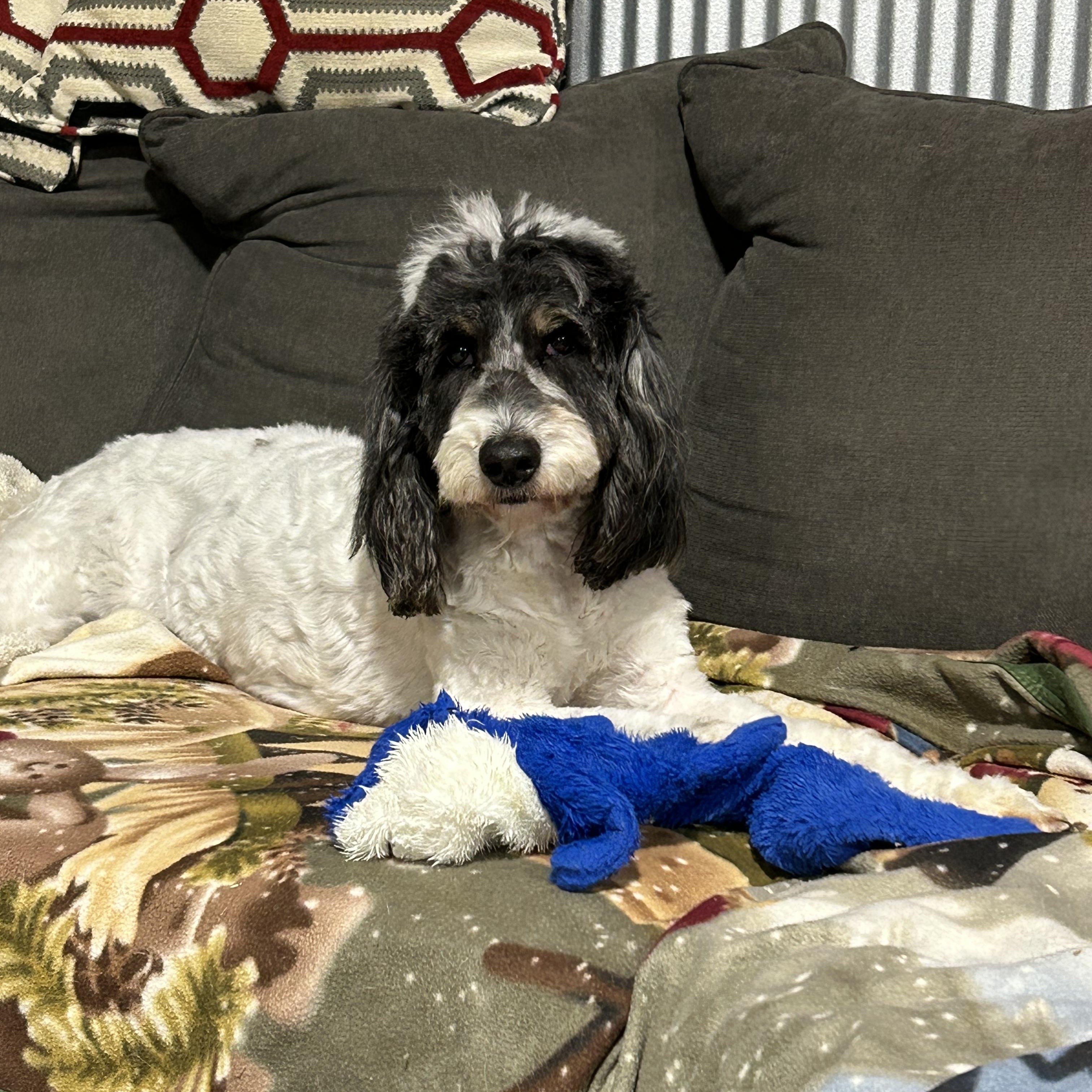 Enlarge Lucy, a Adoptable Goldendoodle in Maumee , OH image 3/5