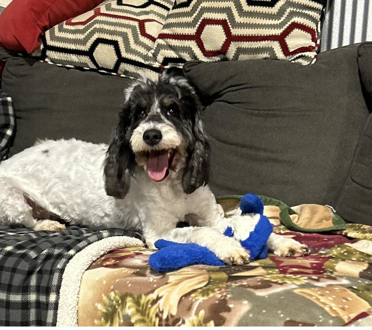 Enlarge Lucy, a Adoptable Goldendoodle in Maumee , OH image 2/5