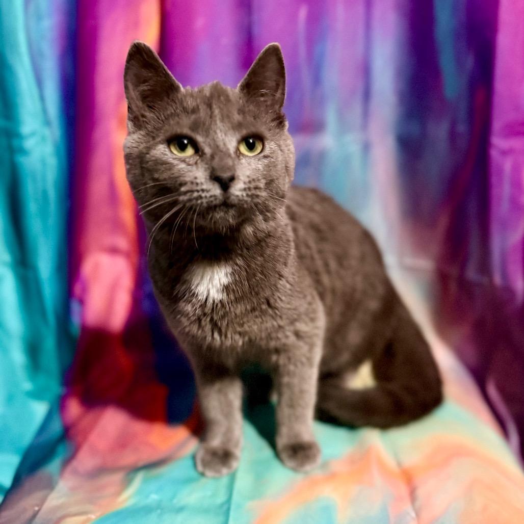 Enlarge Finn, a Adoptable Domestic Short Hair in Woodstock, GA image 1/2