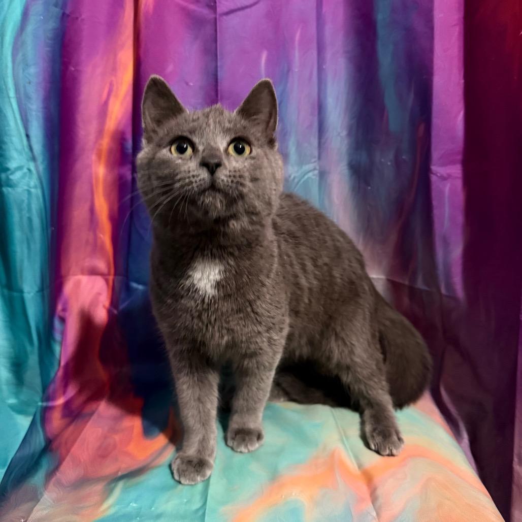 Enlarge Finn, a Adoptable Domestic Short Hair in Woodstock, GA image 2/2