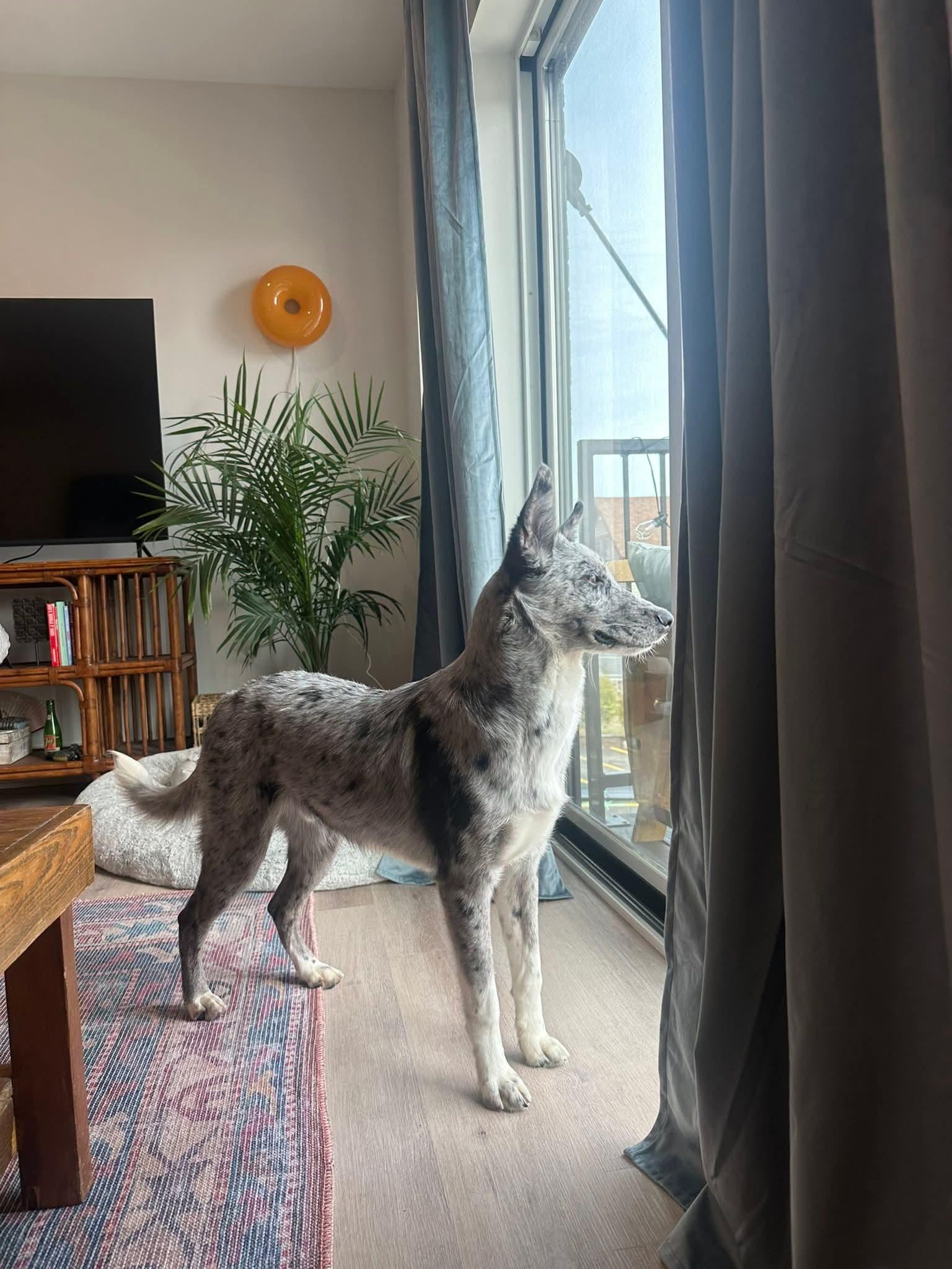 Enlarge LUKY   $425, a ADOPTABLE mixed breed in Milwaukee, WI image 4/5