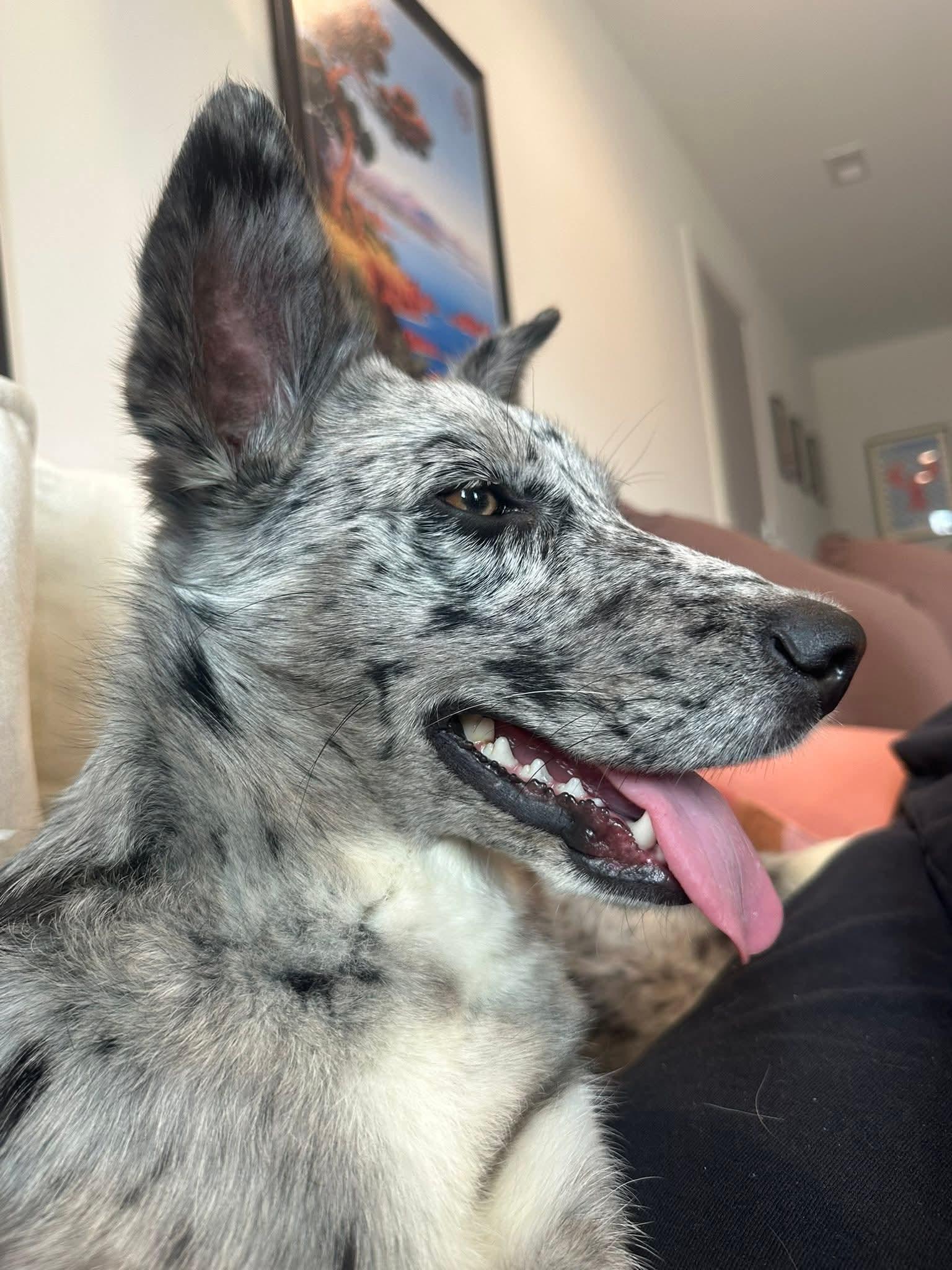 Enlarge LUKY   $425, a ADOPTABLE mixed breed in Milwaukee, WI image 3/5