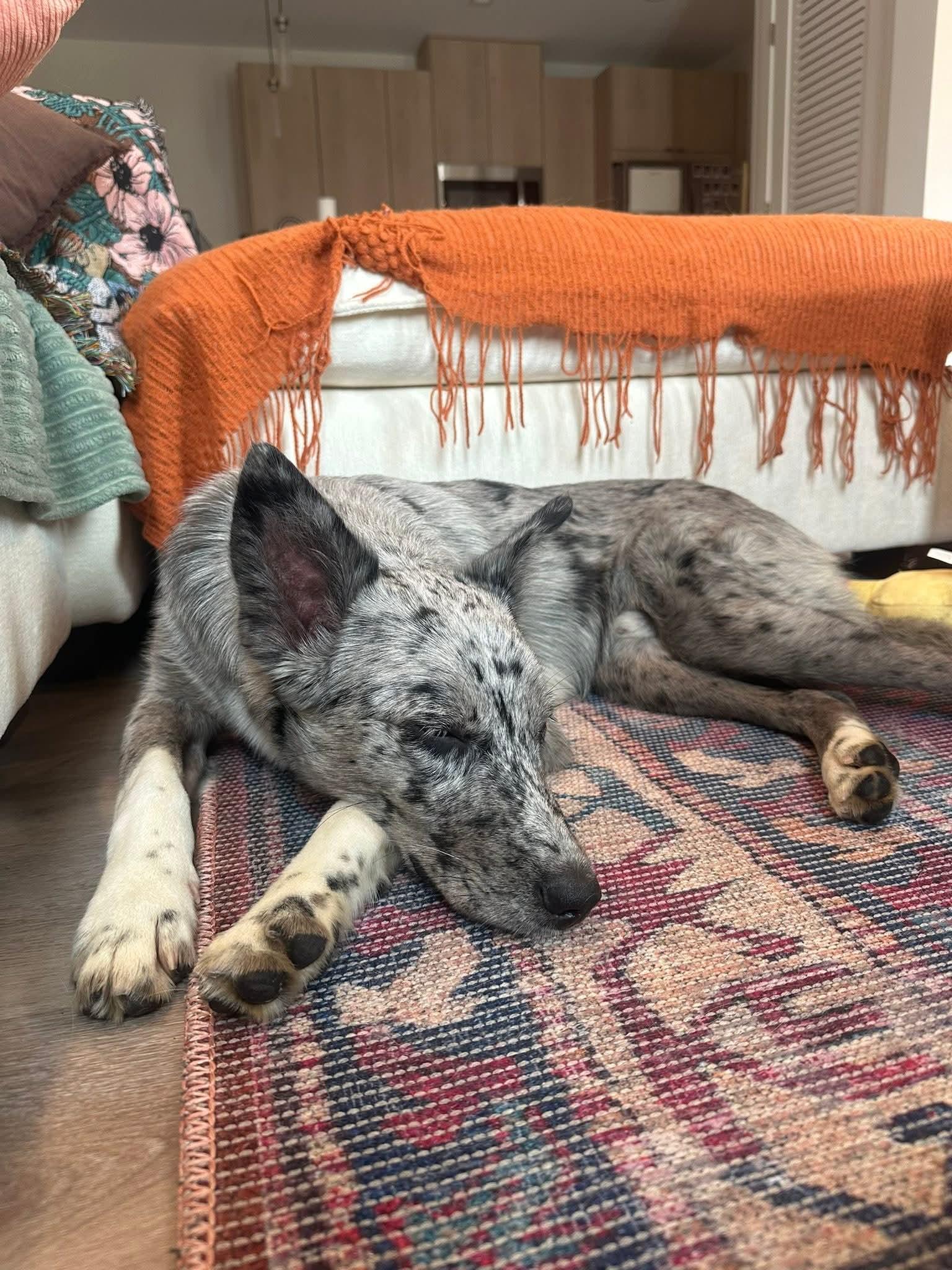 Enlarge LUKY   $425, a ADOPTABLE mixed breed in Milwaukee, WI image 5/5