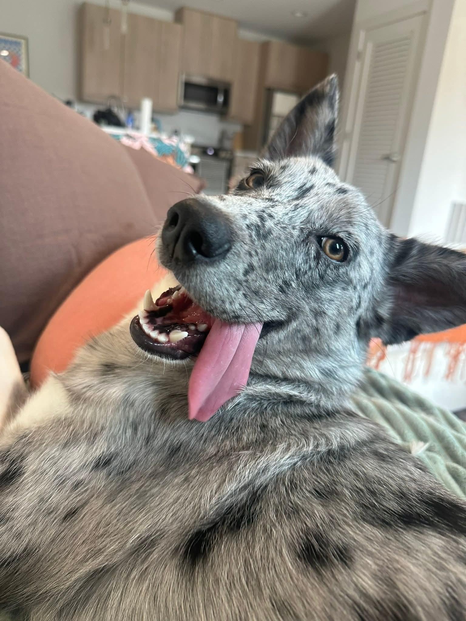 Enlarge LUKY   $425, a ADOPTABLE mixed breed in Milwaukee, WI image 2/5