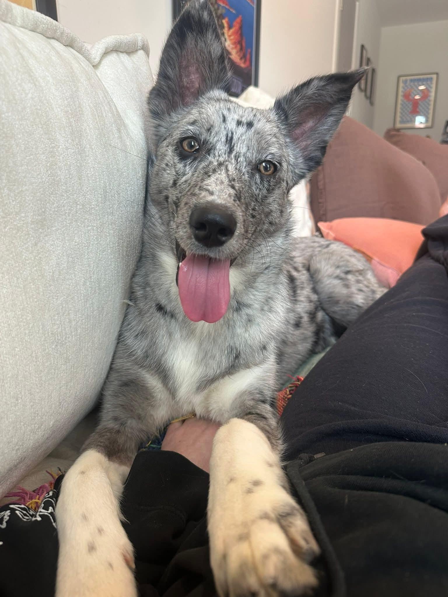 Enlarge LUKY   $425, a ADOPTABLE mixed breed in Milwaukee, WI image 1/5