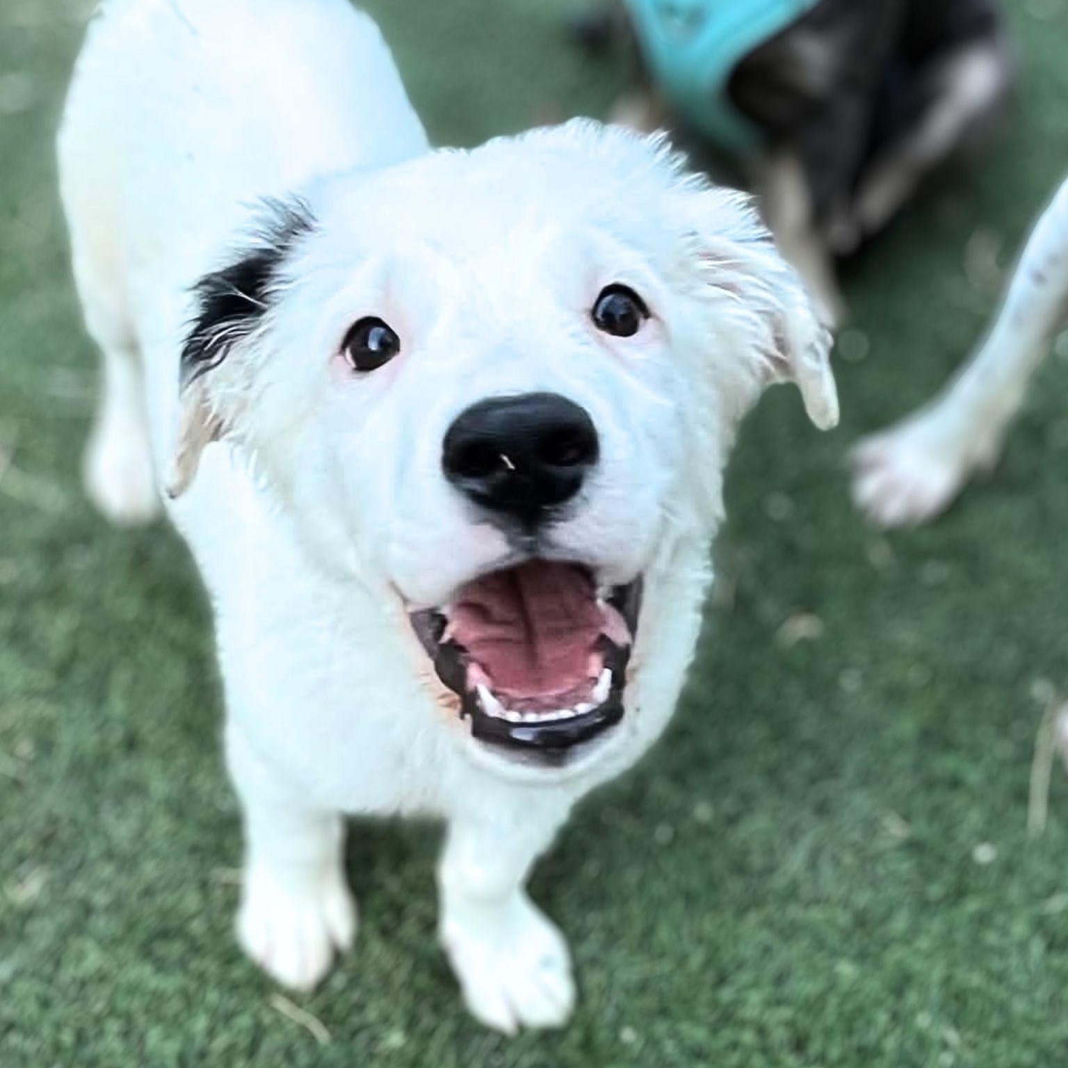 Hopper, ADOPTABLE, Puppy Male Great Pyrenees.