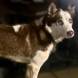 Enlarge YARROW, a ADOPTABLE Husky in Murrieta, CA image 1/5