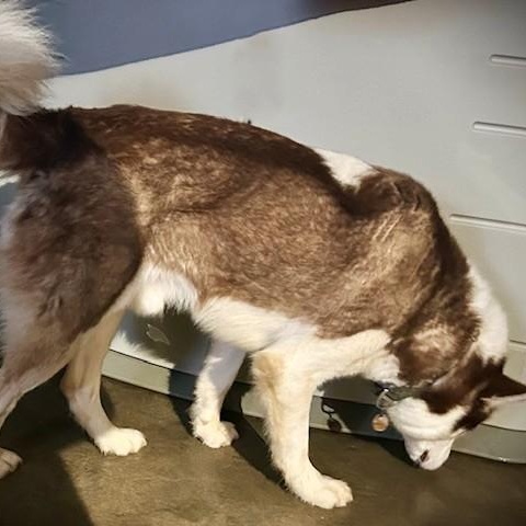 Enlarge YARROW, a ADOPTABLE Husky in Murrieta, CA image 2/5