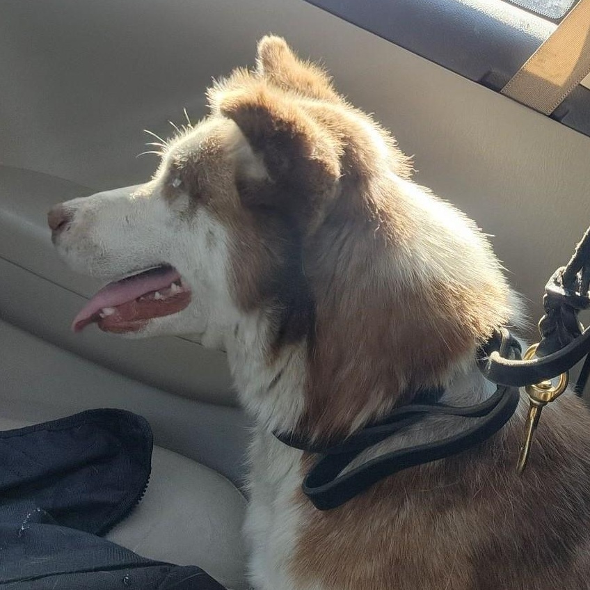 Enlarge YARROW, a ADOPTABLE Husky in Murrieta, CA image 3/5