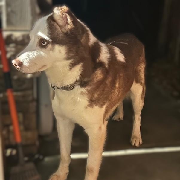 Enlarge YARROW, a ADOPTABLE Husky in Murrieta, CA image 4/5