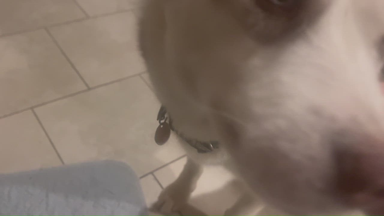 Enlarge YARROW, a ADOPTABLE Husky in Murrieta, CA video 5/5