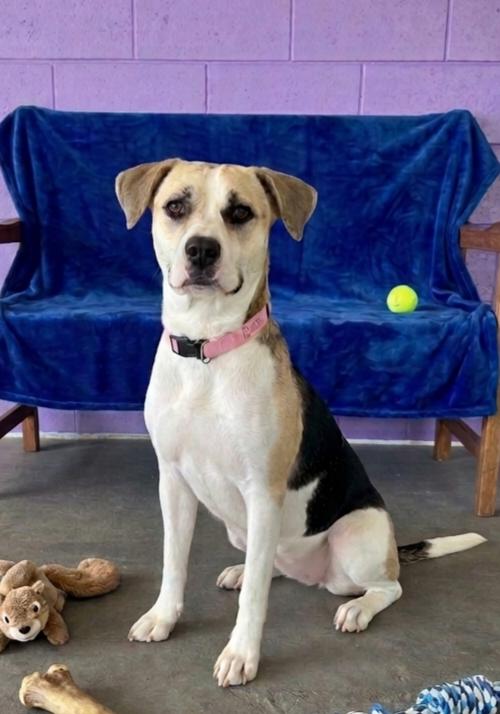 **BETSY**, Adoptable, Adult Female Beagle.