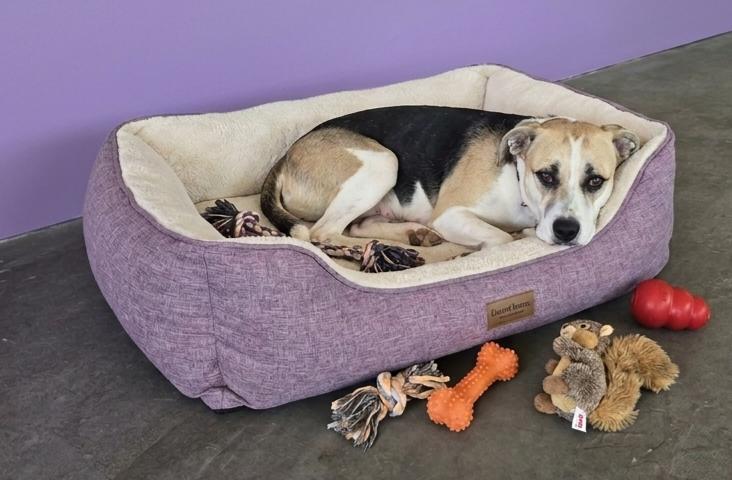 Enlarge **BETSY**, a Adoptable Beagle in North Prairie, WI image 2/3