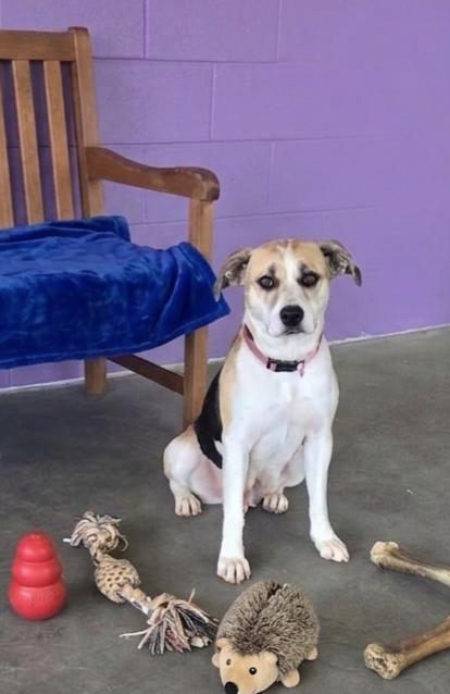 Enlarge **BETSY**, a Adoptable Beagle in North Prairie, WI image 3/3