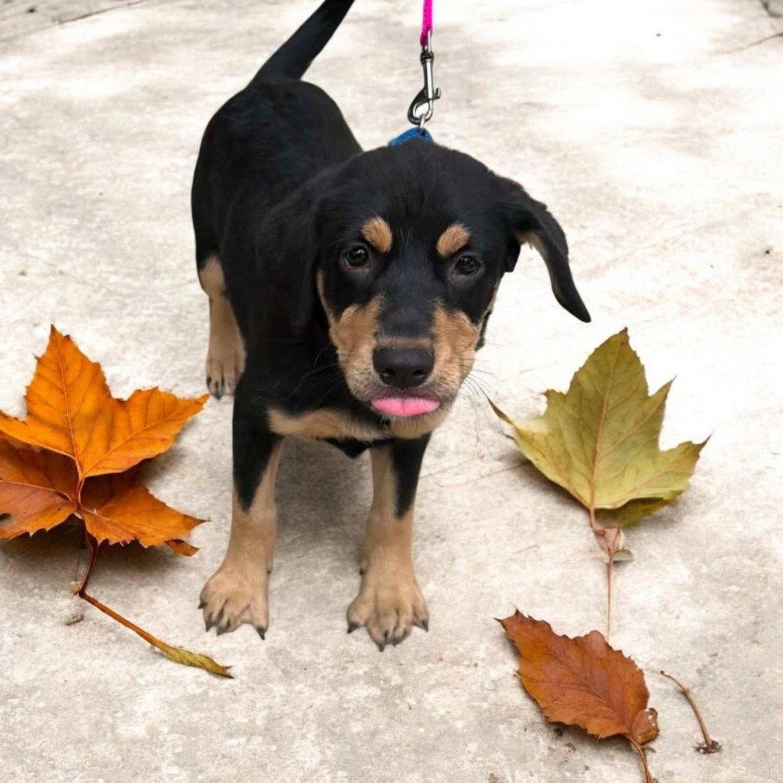 Darla, Adopted, Puppy Female Labrador Retriever.