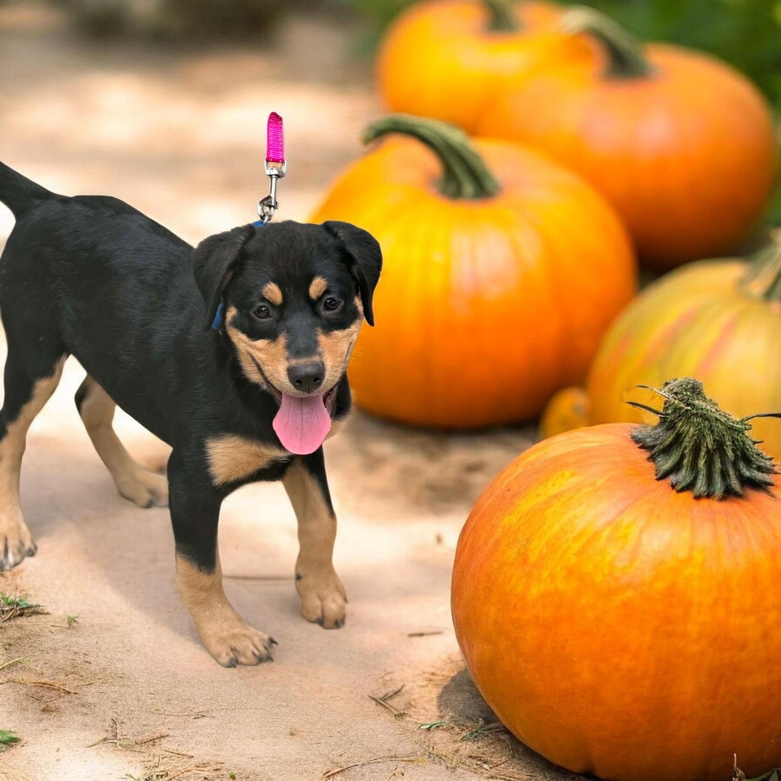 Enlarge Darla, a Adopted Labrador Retriever in Ashville, OH image 2/3