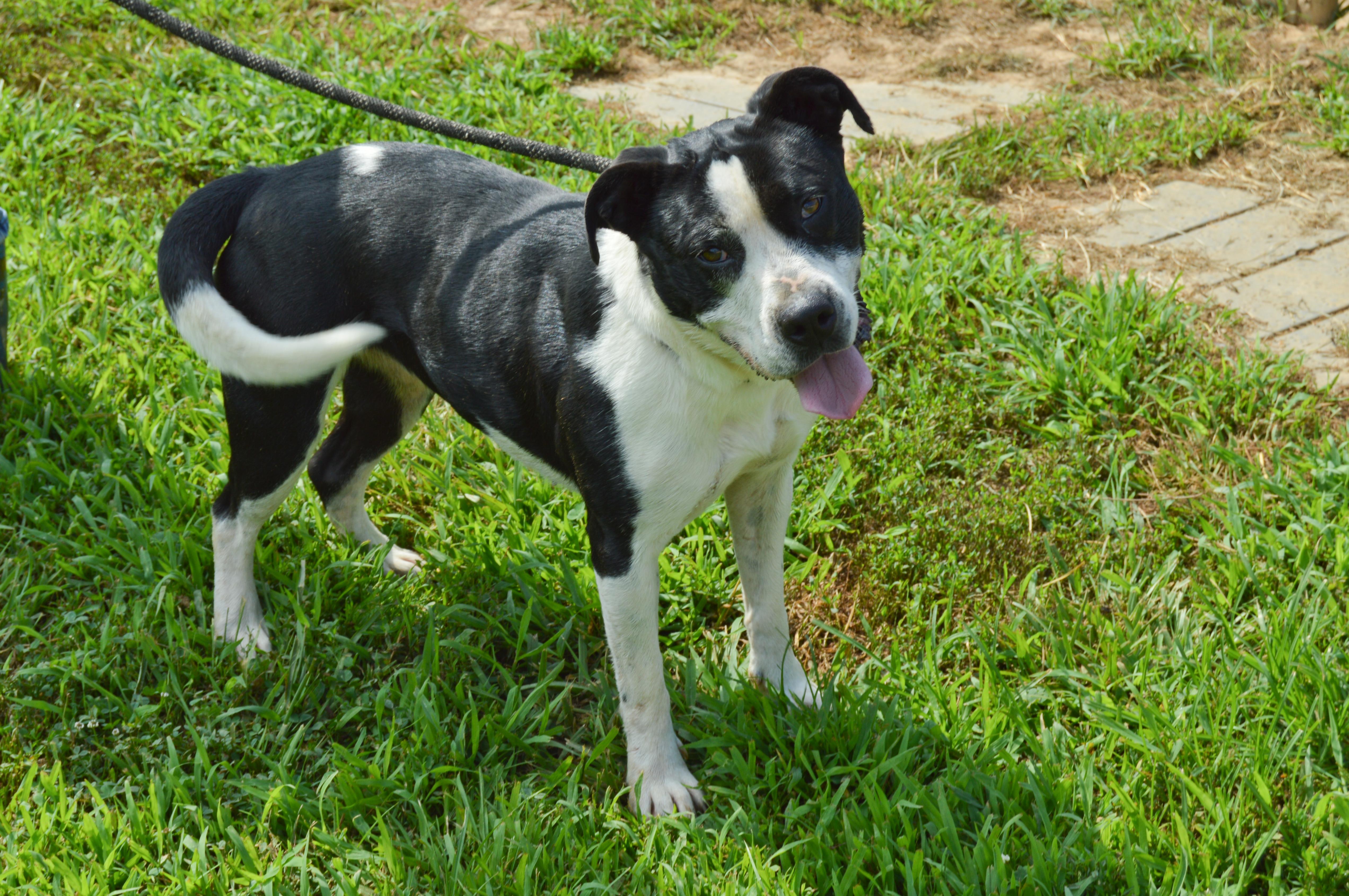 Smores, a Adoptable mixed breed in McKenzie, TN image 1/3