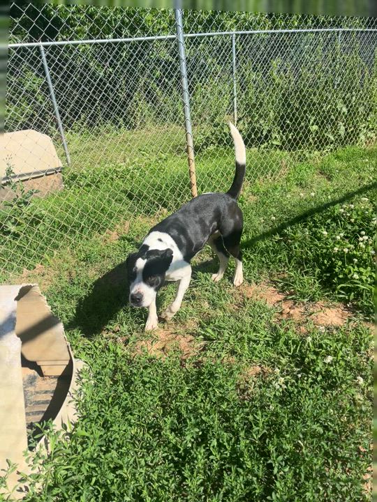 Enlarge Smores, a Adoptable mixed breed in McKenzie, TN video 3/3