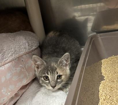 Enlarge Toadstool, a Adoptable mixed breed in Traverse City, MI image 1/3