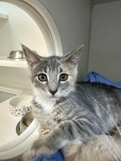 Enlarge Toadstool, a Adoptable mixed breed in Traverse City, MI image 2/3
